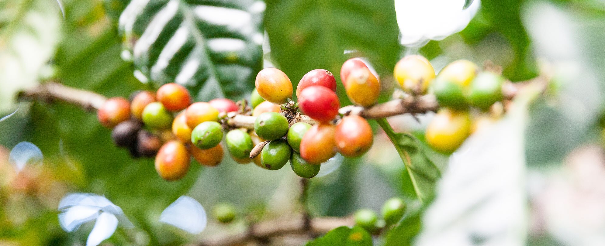 Red, yellow, and green berries grow on a coffee plant in Puerto Rico.